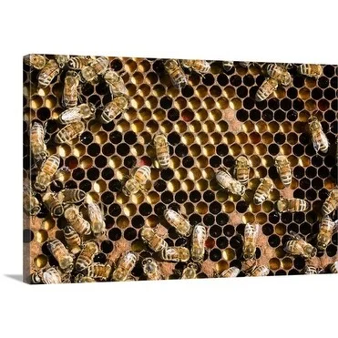 Premium Thick-Wrap Canvas entitled Honey bees (Apis) in hive