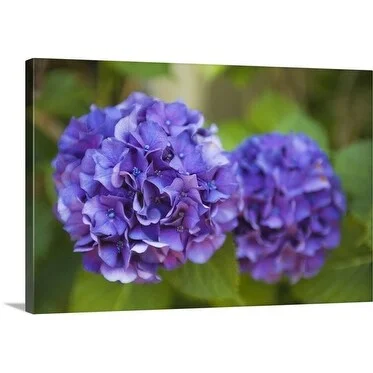 Premium Thick-Wrap Canvas entitled Hydrangea blossoms