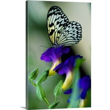 Premium Thick-Wrap Canvas entitled Idea lecomoe (Tree Nymph Butterfly) on purple flower