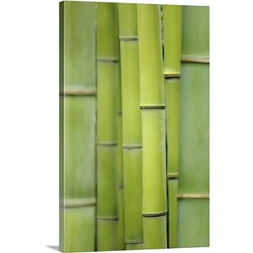 Premium Thick-Wrap Canvas entitled Japanese timber bamboo (Phyllostachys bambusoides), May