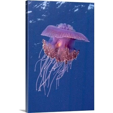 Premium Thick-Wrap Canvas entitled Jelly fish, Aurelia aurita, St Johns Reef, Red Sea