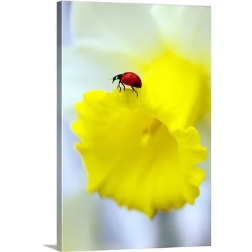 Premium Thick-Wrap Canvas entitled Ladybird (Coccinella 7 punctata) on Trumpet Daffodil (Narcissus 'foresight')