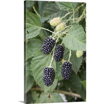 Premium Thick-Wrap Canvas entitled Large Blackberries (Rubus fruticosus) 'Tupi'