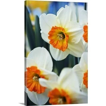 Premium Thick-Wrap Canvas entitled Large-cupped Daffodils (Narcissus) 'Velasques'