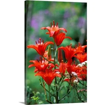 Premium Thick-Wrap Canvas entitled Lilium Asiatic hybrids, close up of flowers