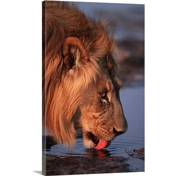 Premium Thick-Wrap Canvas entitled Lion drinking at waterhole, Etosha National Park, Namibia