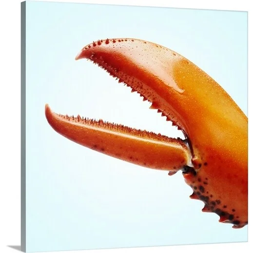 Premium Thick-Wrap Canvas entitled Lobster claw