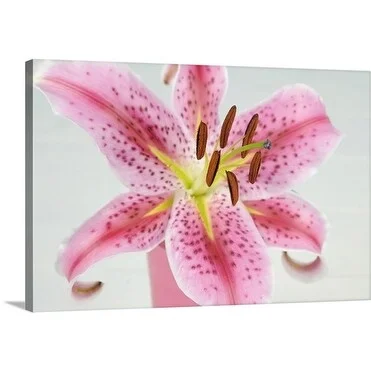 Premium Thick-Wrap Canvas entitled Magenta pink tiger lily in vase on white