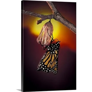 Premium Thick-Wrap Canvas entitled Monarch butterfly with crumpled wings, recently emerged from chrysalis