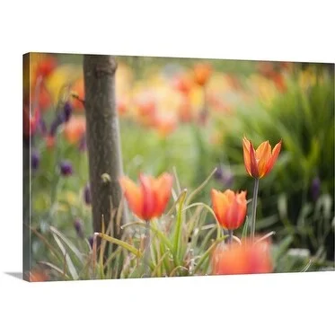 Premium Thick-Wrap Canvas entitled Orange Single Cup-shaped Tulips (Tulipa)