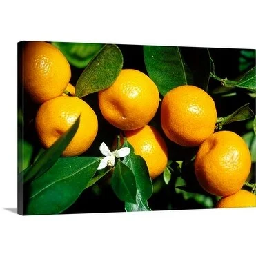 Premium Thick-Wrap Canvas entitled Oranges (Citrus calamondin) close up of fruits and flower growing