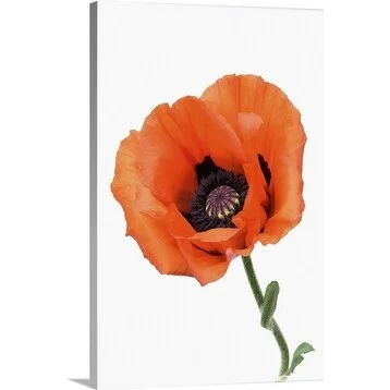 Premium Thick-Wrap Canvas entitled Oriental poppy (Papaver orientale)