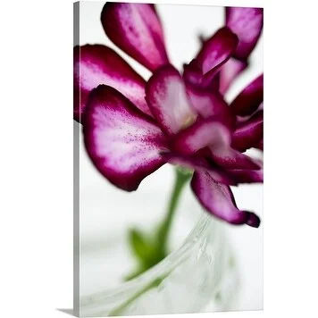 Premium Thick-Wrap Canvas entitled Pelargonium ivy leaf geranium