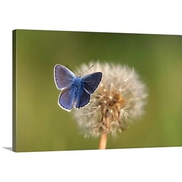 Premium Thick-Wrap Canvas entitled Plebejus argus (silver-studded blue) on Taraxacum vulgare