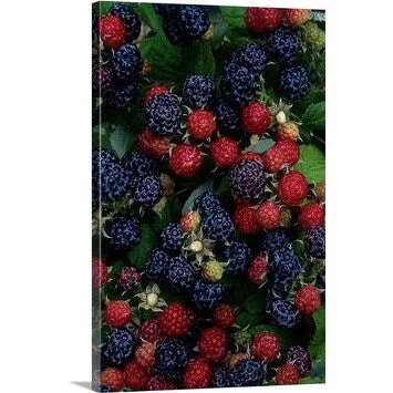 Premium Thick-Wrap Canvas entitled Raspberries and blackberries