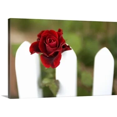 Premium Thick-Wrap Canvas entitled Red rose blooming on a white picket fence