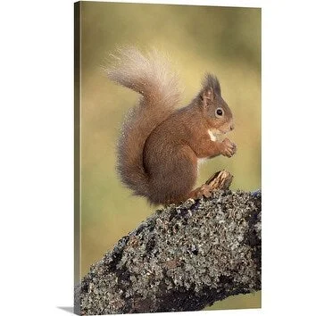 Premium Thick-Wrap Canvas entitled Red Squirrel on the branch of an Alder tree, mostly found in Northern England