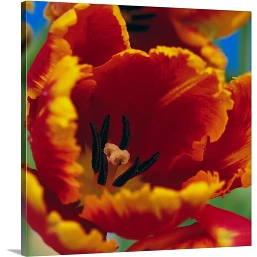 Premium Thick-Wrap Canvas entitled Red tulip flower with yellow edging, close up of flower head