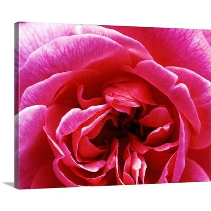 Premium Thick-Wrap Canvas entitled Rosa (Gertrude Jekyll), close-up detail of bright pink rose flower