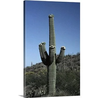 Premium Thick-Wrap Canvas entitled Saguaro cactus blooming, Saguaro National Monument near Tucson, Arizona