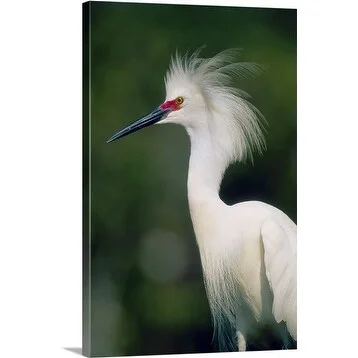 Premium Thick-Wrap Canvas entitled Snowy Egret in breeding plumage, St. Augustine, Florida