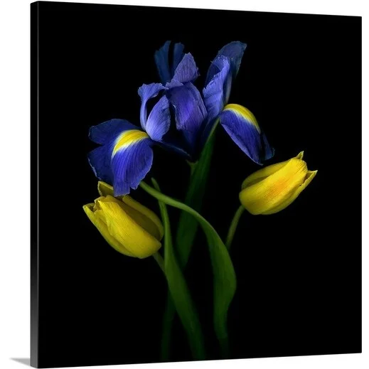 Premium Thick-Wrap Canvas entitled Tulips (Tulipa) with irises (Iris) on black background