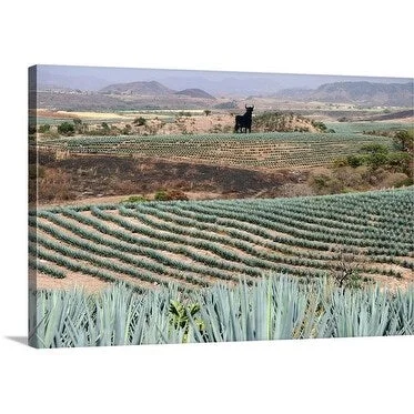 Uros Ravbar Premium Thick-Wrap Canvas entitled Agave Crops, Guadalajara, Jalisco, Mexico