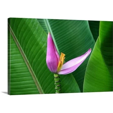 Uros Ravbar Premium Thick-Wrap Canvas entitled Tropical pink flower in Guatemala